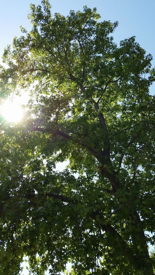 sun tree sunlight
