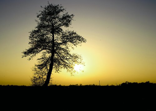sun  yellow  tree