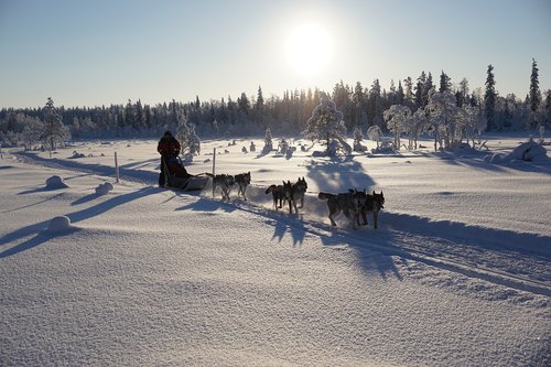 sun  winter  winter wonderland