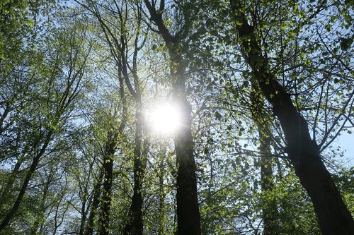 sun  forest  sun rays