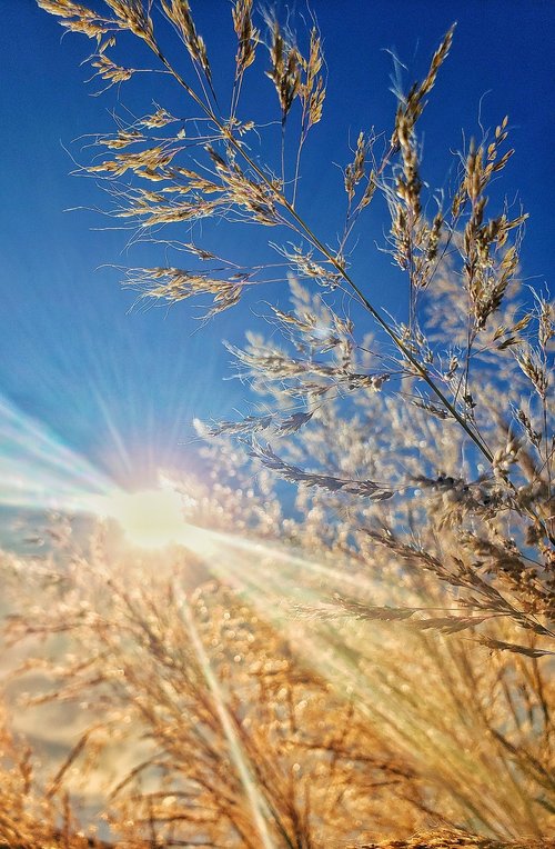 sun  light  wheat