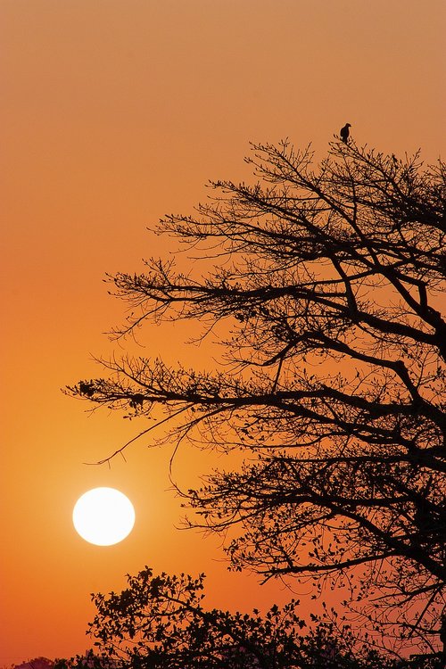 sun  bird  sunset