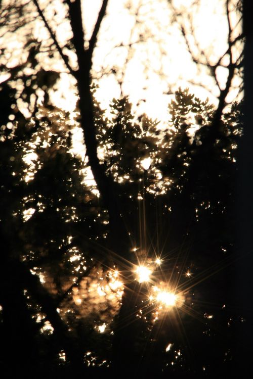 sun trees sundown