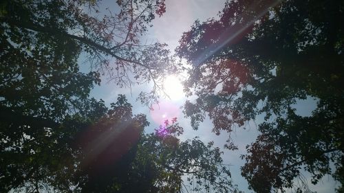 sun trees shine