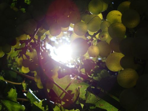 sun grapes vine