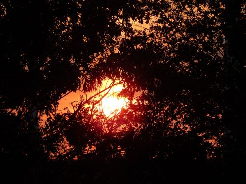 sun sunset trees