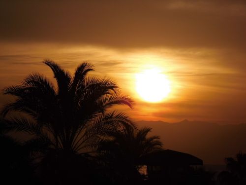 sun sunset palm trees