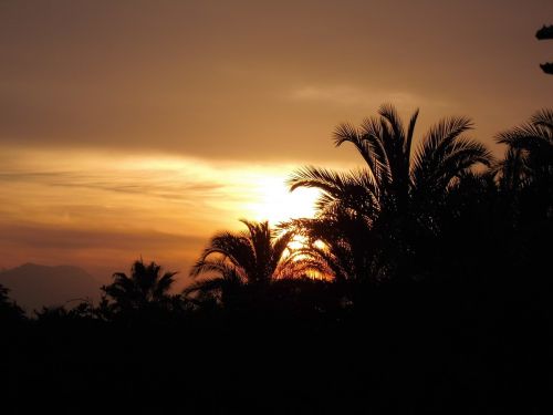 sun sunset palm trees