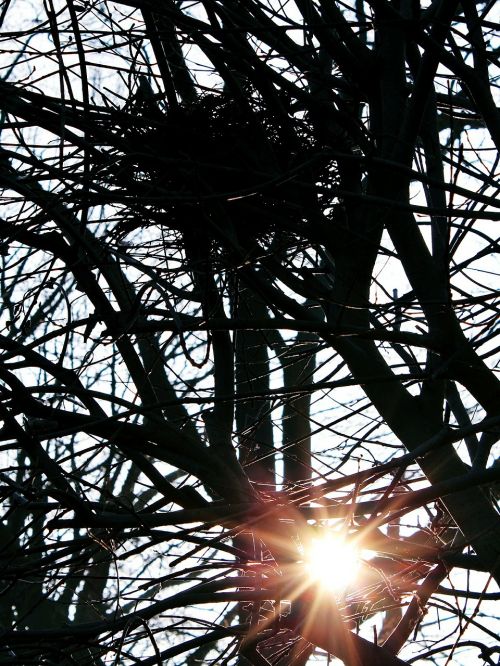 sun tree bird's nest