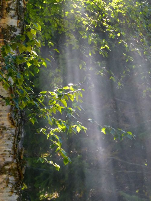 sun beam tree