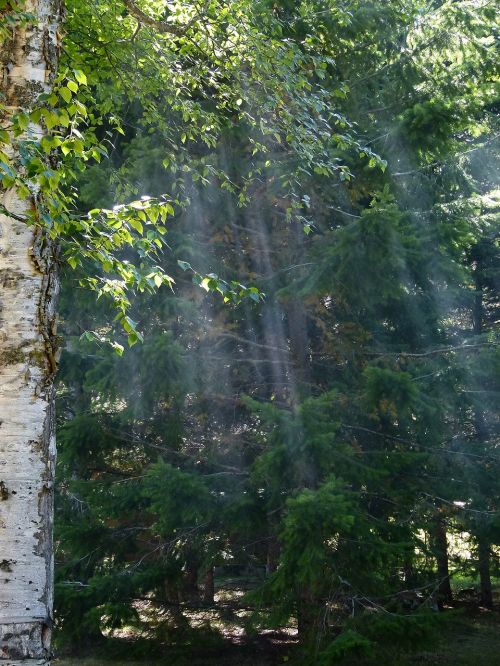 sun beam forest