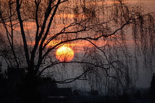 sun trees orange