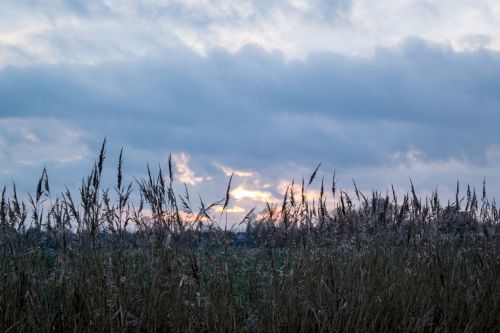 sun sky reed