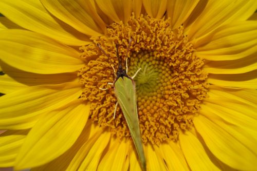 sun sunflower yellow