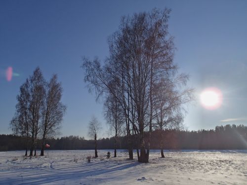 sun winter trees