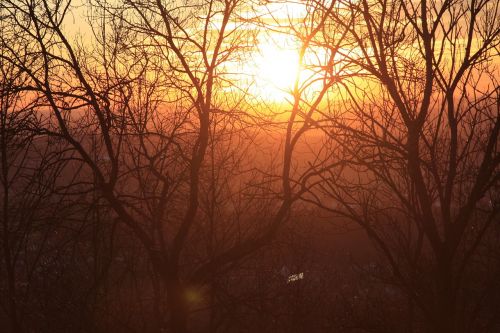 sun tree sunset