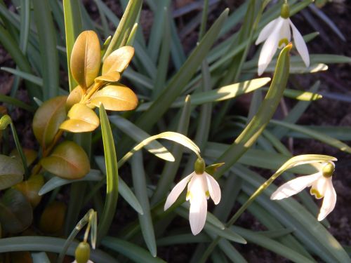 sun heat flowers