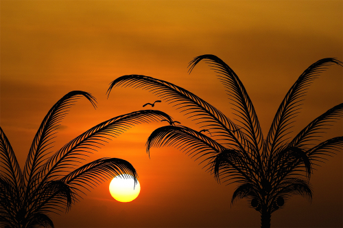 sun evening sun palm trees