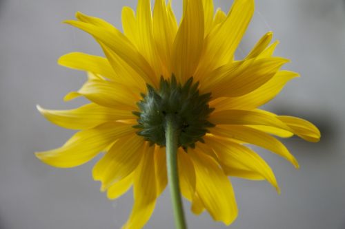 sun yellow flowers