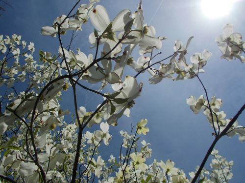 sun tree nature