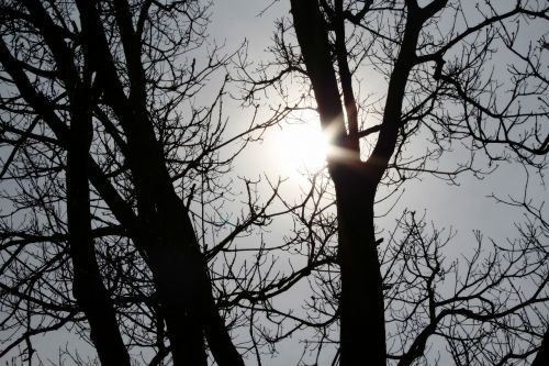 sun tree branches