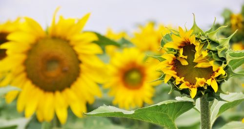 sun flower nature