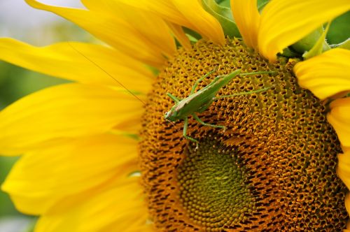 sun flower grasshopper