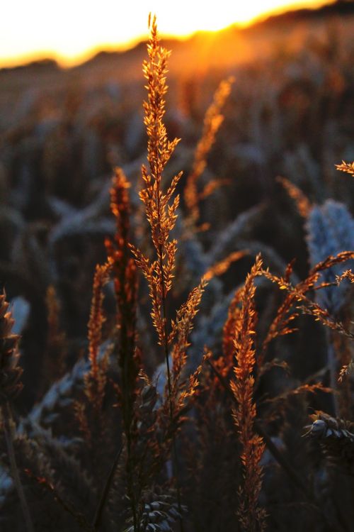 sun grass landscape