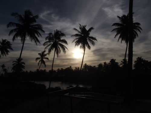 sun beach palm trees