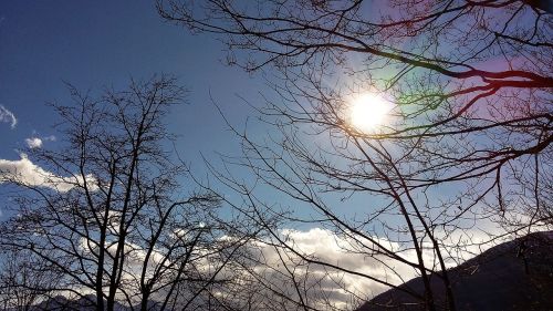 sun trees ray
