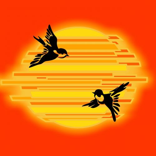 sun sunset birds