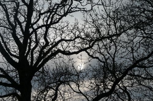 branches trees romance