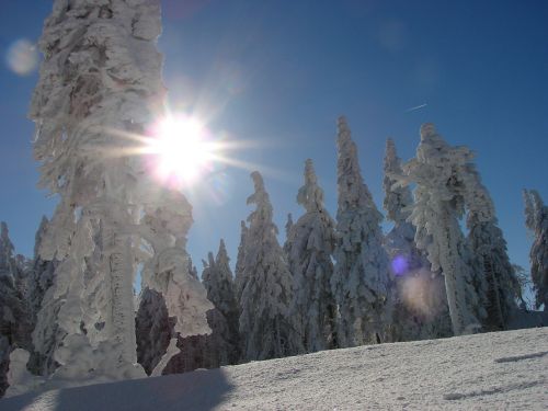 sun forest snow