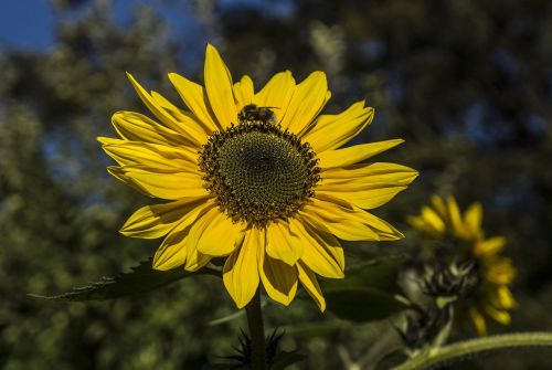 sun sun flower hummel