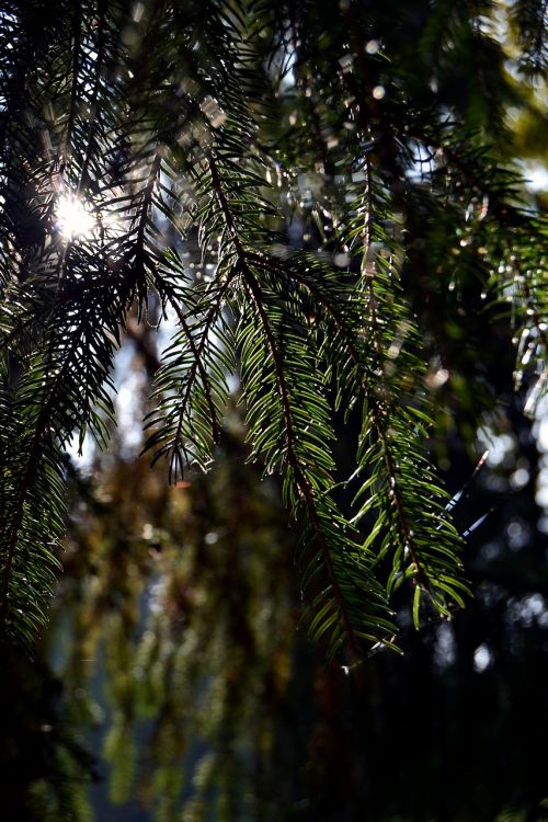 solar light needles autumn