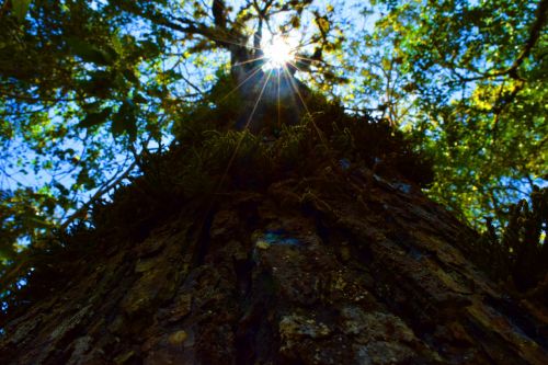 sun tree shadow