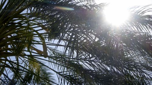 Sun And Palm Tree