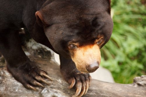 Sun Bear Head