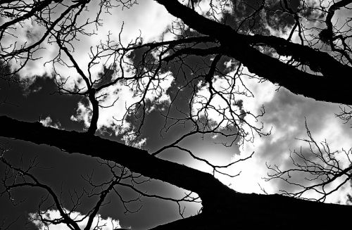 Sun Behind Branch Of Tree In B&amp;w