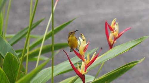 sun bird bird sun