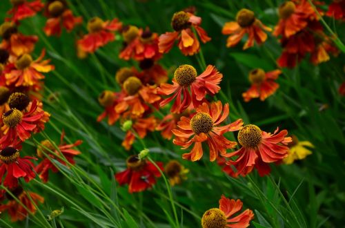 sun brews helenium composites