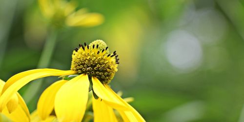 sun brews flower blossom