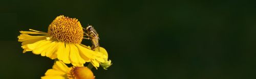 sun brews helenium composites