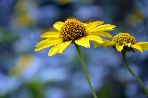 sun brews  flower  helenium