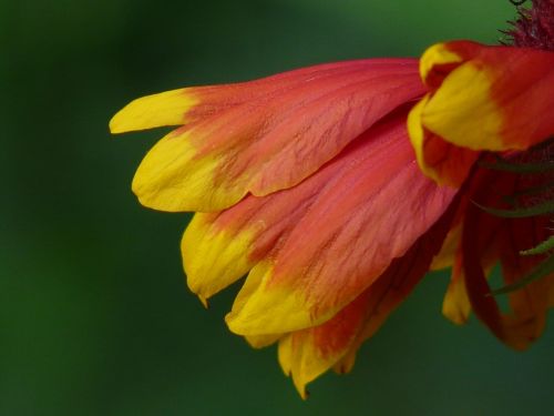 sun brews helenium composites