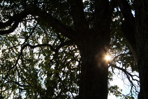 Sun Burst And Tree