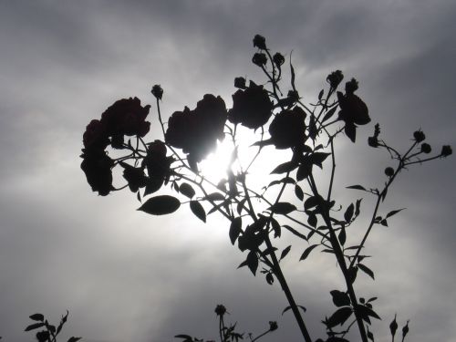 Sun Bursting Through Rose Bush