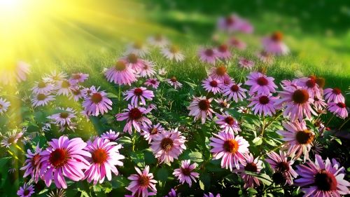 Sun Drenched Cone Flowers