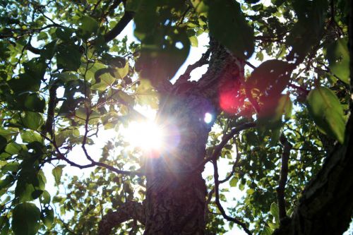 Sun Flare Through Leaves