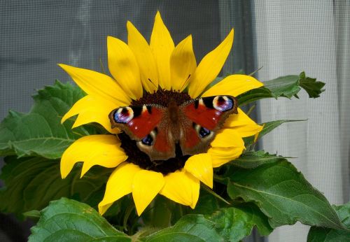 sun flower butterfly summer